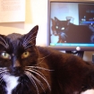 ScratchyMonitor21024Lo