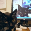 Cats n' Critters