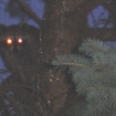 raccoon