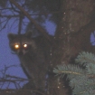 raccoon2