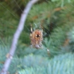 Dsc00192