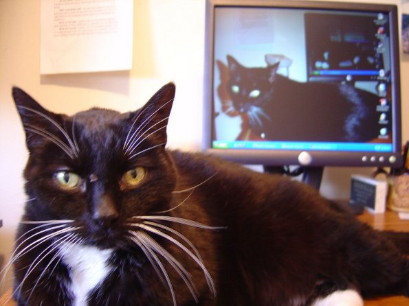 ScratchyMonitor21024Lo