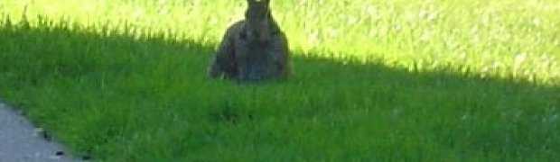 Critters:
Dsc00209