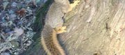 Critters
Critters are cute