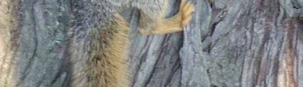 Critters:
Dsc00231