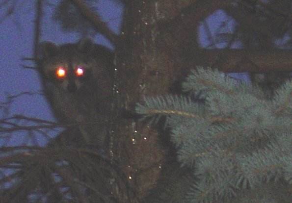 raccoon