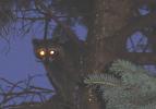 raccoon2