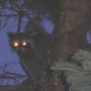 thumbs_raccoon2