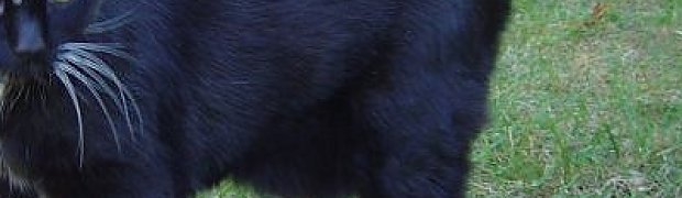 Cats around the house:
Dsc00223