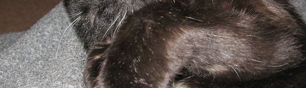 Cats around the house:
IMG_0028