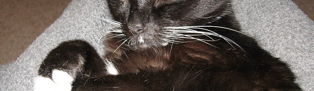 Cats around the house:
IMG_0030