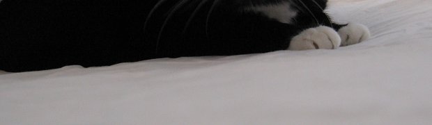 Cats around the house:
IMG_0059