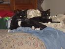 comfortable cats 2