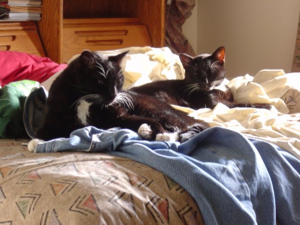 comfortable cats
