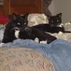 thumbs_comfortable cats 2
