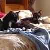 thumbs_comfortable cats