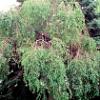 thumbs_itchy_tree_web