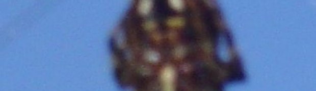 Spiders:
Dsc00184