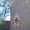 thumbs_Dsc00188